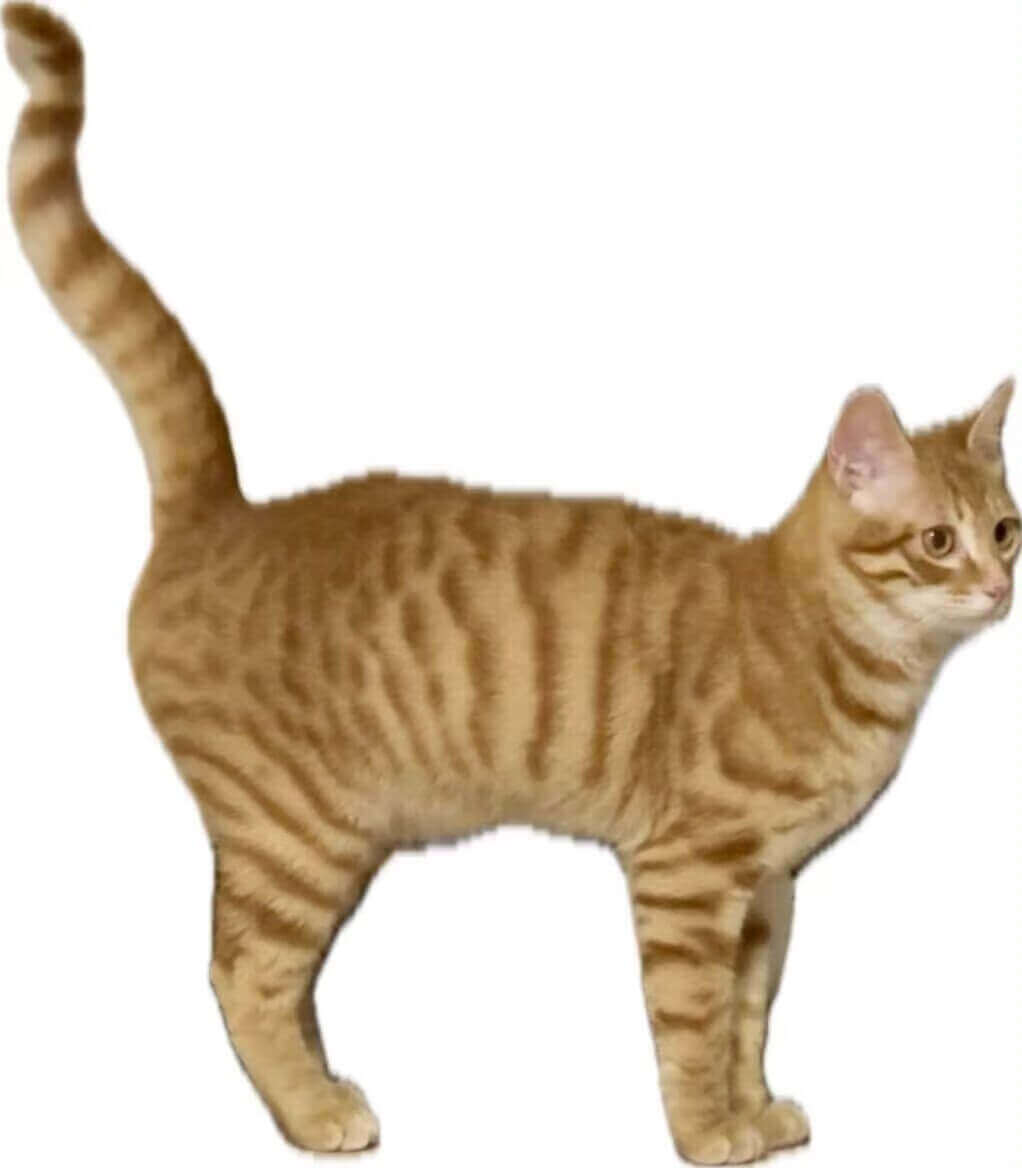 Side view of an orange tabby cat standing with its tail raised high.