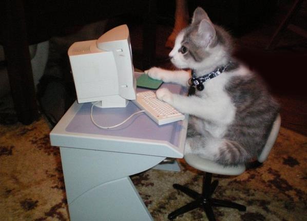 A cat is using a computer.